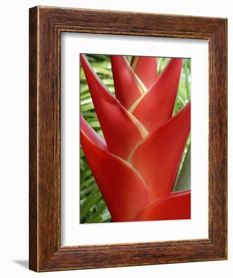 Heleconia, Maui, Hawaii, USA-Bruce Behnke-Framed Photographic Print