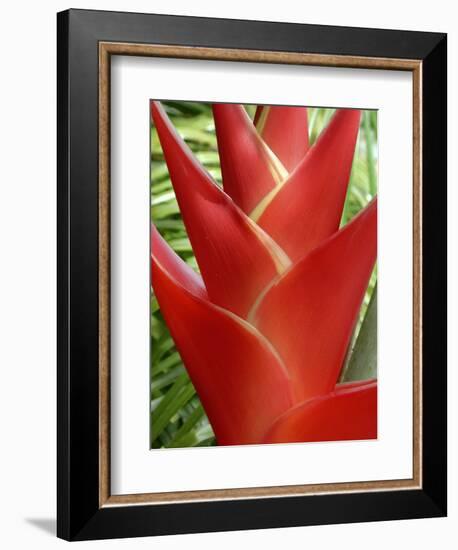 Heleconia, Maui, Hawaii, USA-Bruce Behnke-Framed Photographic Print