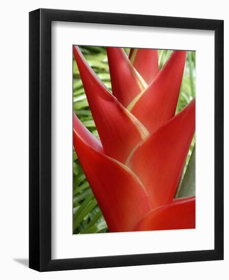 Heleconia, Maui, Hawaii, USA-Bruce Behnke-Framed Photographic Print