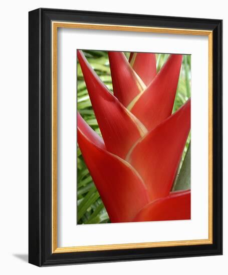 Heleconia, Maui, Hawaii, USA-Bruce Behnke-Framed Photographic Print