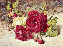 One White and Two Red Roses and Buds-Helen Cordelia Coleman Angell-Framed Premier Image Canvas