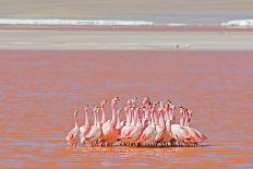 Ritual Dance of Flamingo, Wildlife, Laguna Colorada (Red Lagoon), Altiplano, Bolivia-Helen Filatova-Premier Image Canvas