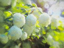 Softly Blooming-Helen White-Photographic Print