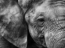 Elephant skin-Helena Garcia Huertas-Framed Photographic Print