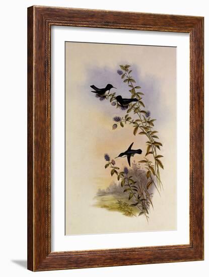 Helena's Calypte, Calypte Helen?-John Gould-Framed Giclee Print