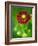 Helenium dunkelpracht-Clive Nichols-Framed Photographic Print