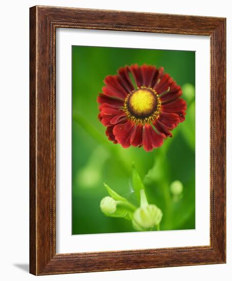 Helenium dunkelpracht-Clive Nichols-Framed Photographic Print