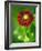 Helenium dunkelpracht-Clive Nichols-Framed Photographic Print