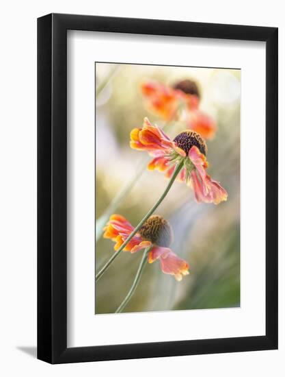 Helenium*-Mandy Disher-Framed Photographic Print