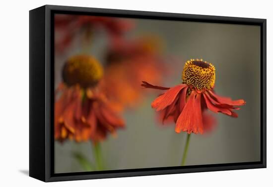 Helenium-Heidi Westum-Framed Premier Image Canvas