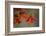 Helenium-Heidi Westum-Framed Photographic Print