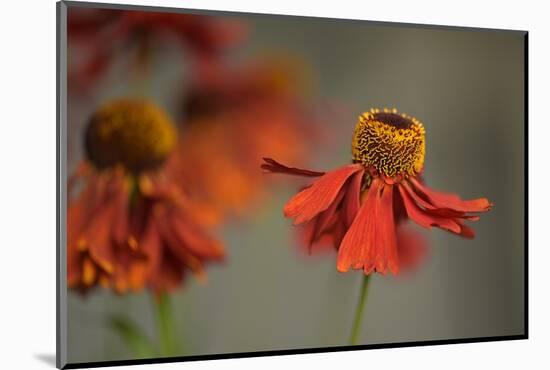 Helenium-Heidi Westum-Mounted Photographic Print