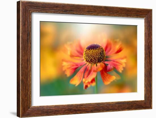 Helenium-Jacky Parker-Framed Giclee Print