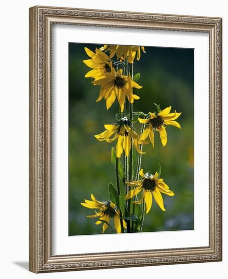 Helianthella Quinquenervis-Bob Gibbons-Framed Photographic Print