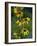 Helianthella Quinquenervis-Bob Gibbons-Framed Photographic Print