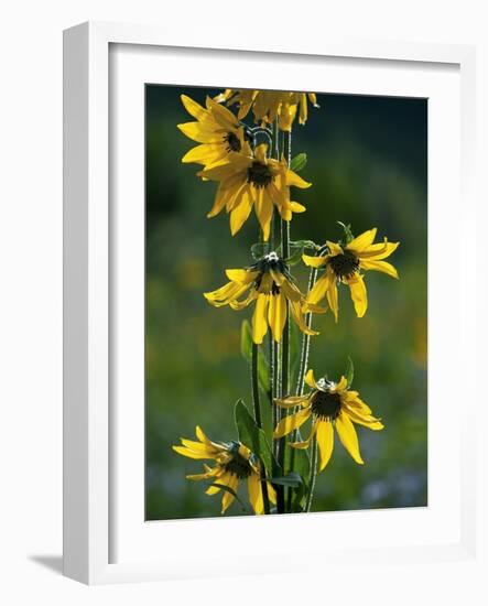 Helianthella Quinquenervis-Bob Gibbons-Framed Photographic Print