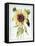 Helianthus Annuus-Nicolas Robert-Framed Premier Image Canvas