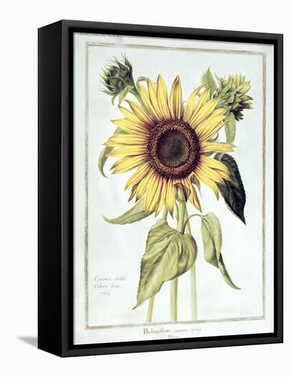 Helianthus Annuus-Nicolas Robert-Framed Premier Image Canvas