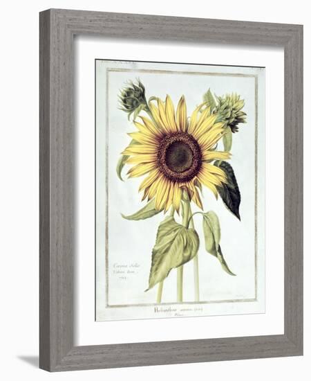 Helianthus Annuus-Nicolas Robert-Framed Giclee Print