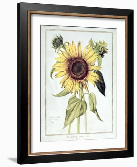 Helianthus Annuus-Nicolas Robert-Framed Giclee Print