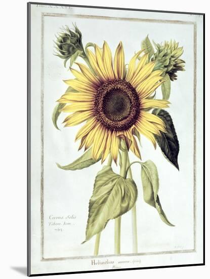 Helianthus Annuus-Nicolas Robert-Mounted Giclee Print