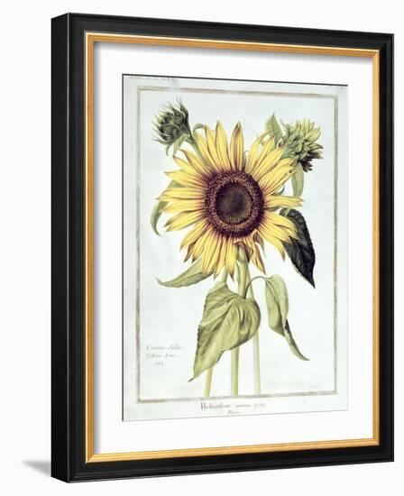 Helianthus Annuus-Nicolas Robert-Framed Giclee Print