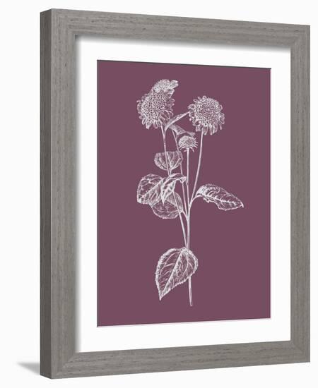 Helianthus Purple Flower-Jasmine Woods-Framed Art Print