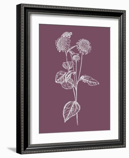Helianthus Purple Flower-Jasmine Woods-Framed Art Print