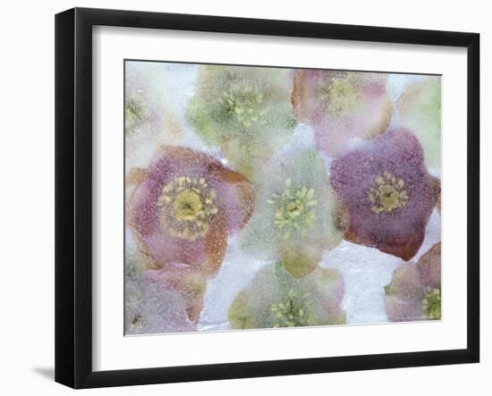 Heliborus Encased in Ice, Sammamish, Washington, USA-Darrell Gulin-Framed Photographic Print