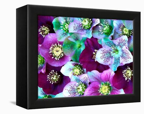 Heliborus Pattern of Winter Blooming Flower, Sammamish, Washington, USA-Darrell Gulin-Framed Premier Image Canvas