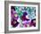 Heliborus Pattern of Winter Blooming Flower, Sammamish, Washington, USA-Darrell Gulin-Framed Photographic Print