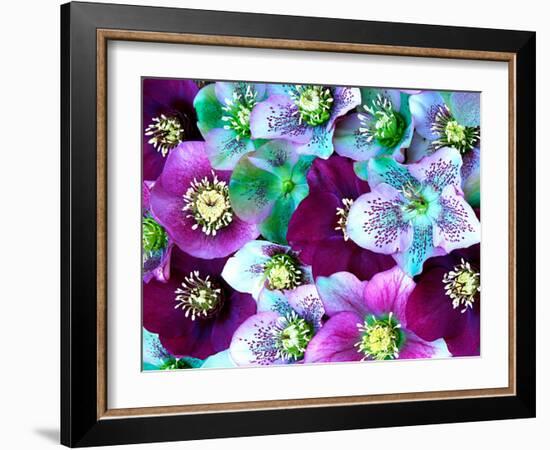 Heliborus Pattern of Winter Blooming Flower, Sammamish, Washington, USA-Darrell Gulin-Framed Photographic Print