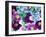 Heliborus Pattern of Winter Blooming Flower, Sammamish, Washington, USA-Darrell Gulin-Framed Photographic Print