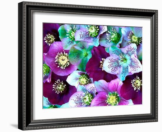 Heliborus Pattern of Winter Blooming Flower, Sammamish, Washington, USA-Darrell Gulin-Framed Photographic Print