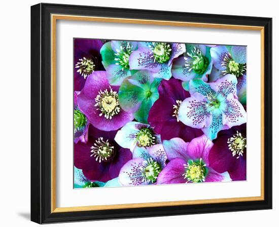 Heliborus Pattern of Winter Blooming Flower, Sammamish, Washington, USA-Darrell Gulin-Framed Photographic Print