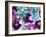 Heliborus Pattern of Winter Blooming Flower, Sammamish, Washington, USA-Darrell Gulin-Framed Photographic Print