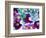 Heliborus Pattern of Winter Blooming Flower, Sammamish, Washington, USA-Darrell Gulin-Framed Photographic Print