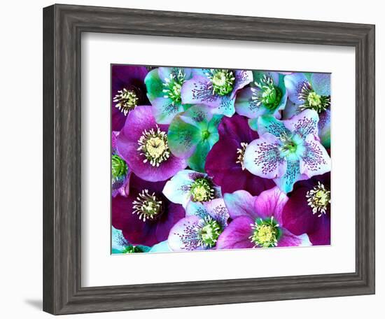 Heliborus Pattern of Winter Blooming Flower, Sammamish, Washington, USA-Darrell Gulin-Framed Photographic Print