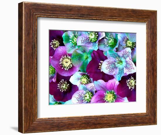 Heliborus Pattern of Winter Blooming Flower, Sammamish, Washington, USA-Darrell Gulin-Framed Photographic Print