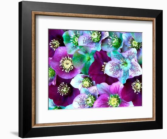 Heliborus Pattern of Winter Blooming Flower, Sammamish, Washington, USA-Darrell Gulin-Framed Photographic Print