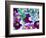 Heliborus Pattern of Winter Blooming Flower, Sammamish, Washington, USA-Darrell Gulin-Framed Photographic Print