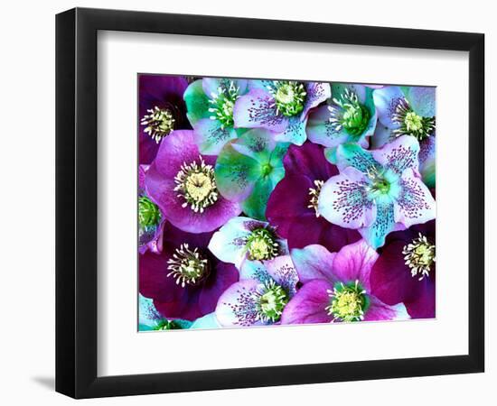 Heliborus Pattern of Winter Blooming Flower, Sammamish, Washington, USA-Darrell Gulin-Framed Photographic Print