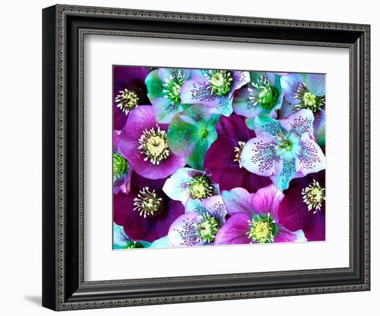 Heliborus Pattern of Winter Blooming Flower, Sammamish, Washington, USA-Darrell Gulin-Framed Photographic Print