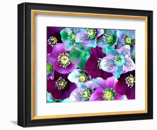 Heliborus Pattern of Winter Blooming Flower, Sammamish, Washington, USA-Darrell Gulin-Framed Photographic Print