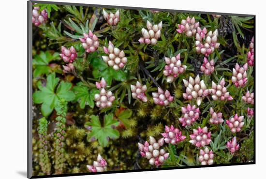 Helichrysum meyeri-johannis. Bale Mountains National Park. Ethiopia.-Roger De La Harpe-Mounted Photographic Print