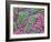 Helicobacter Pylori Bacteria In Stomach-null-Framed Photographic Print