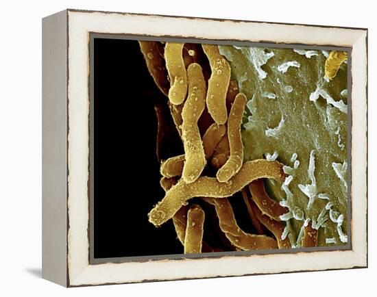 Helicobacter Pylori Bacteria, SEM-Science Photo Library-Framed Premier Image Canvas