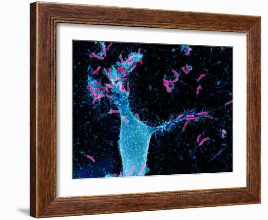 Helicobacter Pylori Bacteria, SEM-Science Photo Library-Framed Photographic Print