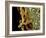 Helicobacter Pylori Bacteria, SEM-Science Photo Library-Framed Photographic Print