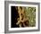 Helicobacter Pylori Bacteria, SEM-Science Photo Library-Framed Photographic Print